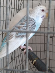 Melopsittacus