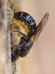 Chelostoma