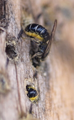 Chelostoma