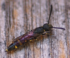 Monosapyga clavicornis