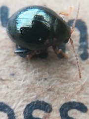Apteropeda