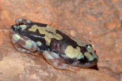 Phrynomantis annectens