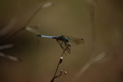 Pachydiplax longipennis