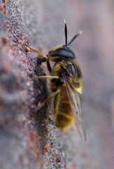 Callicera