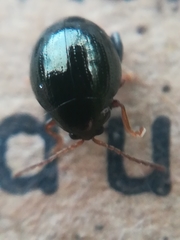 Apteropeda
