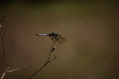 Pachydiplax longipennis