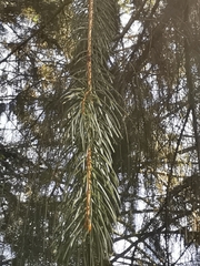 Picea smithiana