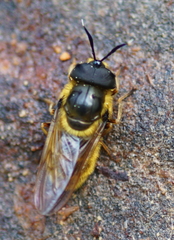Callicera