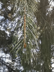 Picea smithiana