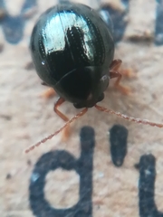 Apteropeda
