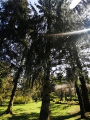 Picea smithiana
