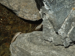 Platyceps rhodorachis