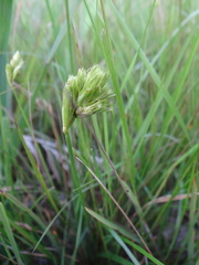 Carex bohemica