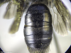 Andrena pilipes