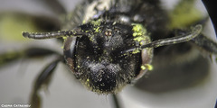Andrena pilipes