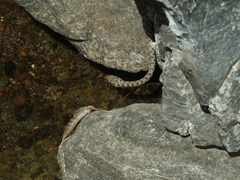 Platyceps rhodorachis