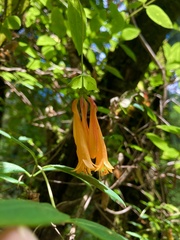 Lonicera pilosa