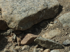 Platyceps rhodorachis