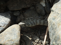 Platyceps rhodorachis