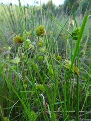 Carex bohemica