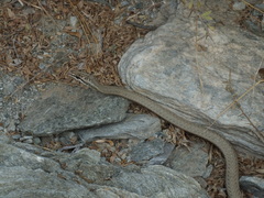 Psammophis schokari