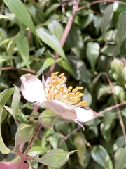 Philadelphus mexicanus
