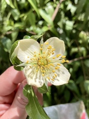 Philadelphus mexicanus