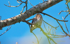 Glaucidium siju