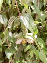 Philadelphus mexicanus