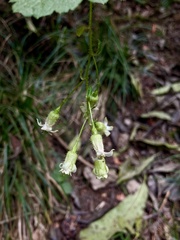 Ribes ciliatum