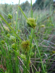 Carex bohemica