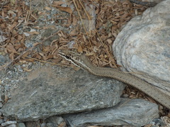 Psammophis schokari