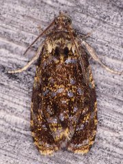 Olethreutes albiciliana