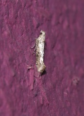 Acrolophus piger