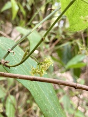 Smilax moranensis
