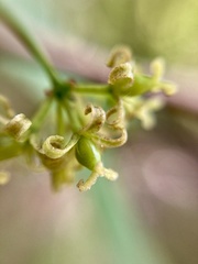 Smilax moranensis
