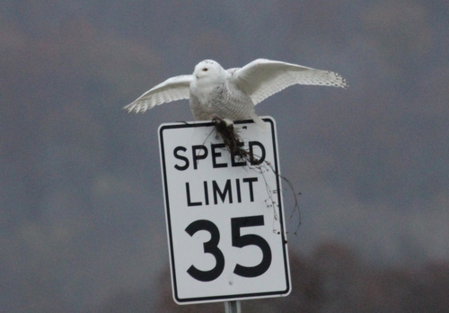 Snowy Owl photographed in West Virginia