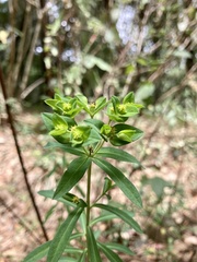 Euphorbia esuliformis
