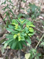 Euphorbia esuliformis