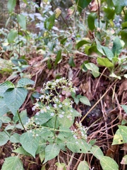 Valeriana clematitis