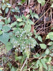 Valeriana clematitis