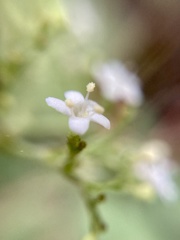 Valeriana clematitis