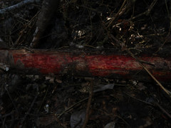 Phanerochaete sanguinea