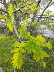 Gleditsia aquatica