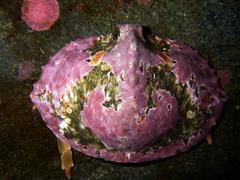 Cryptolithodes sitchensis