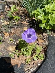 Anemone coronaria