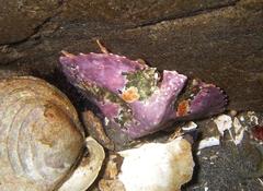 Cryptolithodes sitchensis