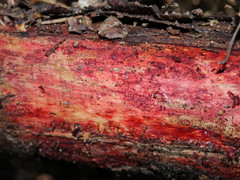 Phanerochaete sanguinea