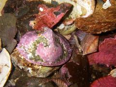 Cryptolithodes sitchensis