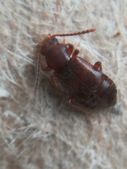 Metopsia